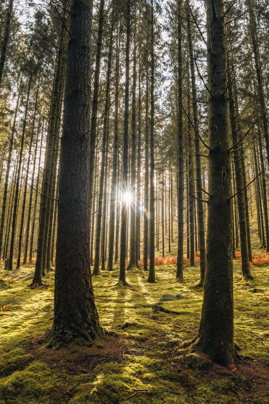 Mystiek herfstbos in de Belgische Ardennen
